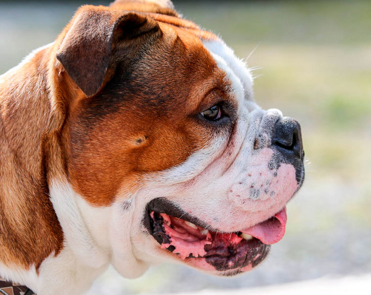 Bulldog Continental hocico