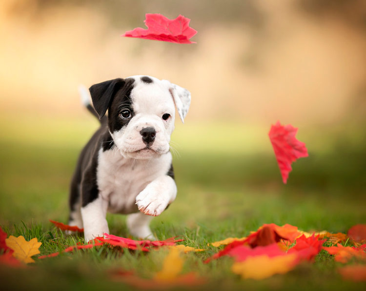 Precio del bulldog continental