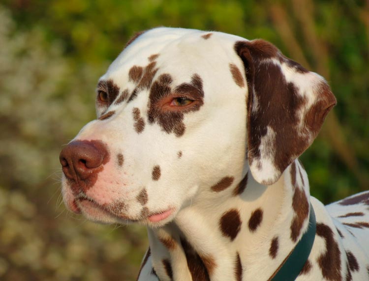 Perro de raza dálmata