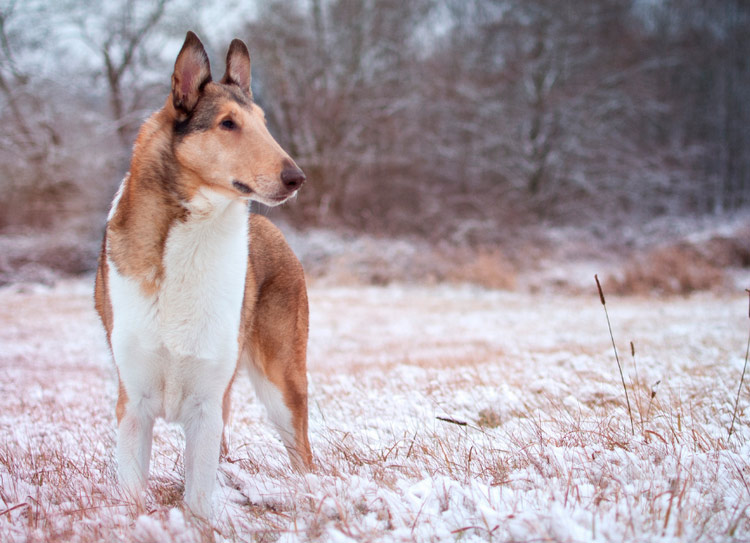 Collie de pelo corto en la nieve