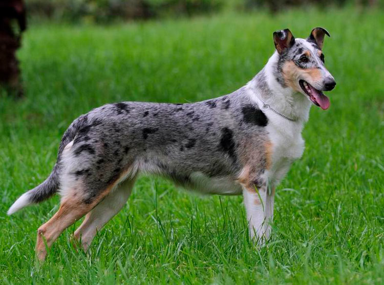 Collie de pelo corto merle