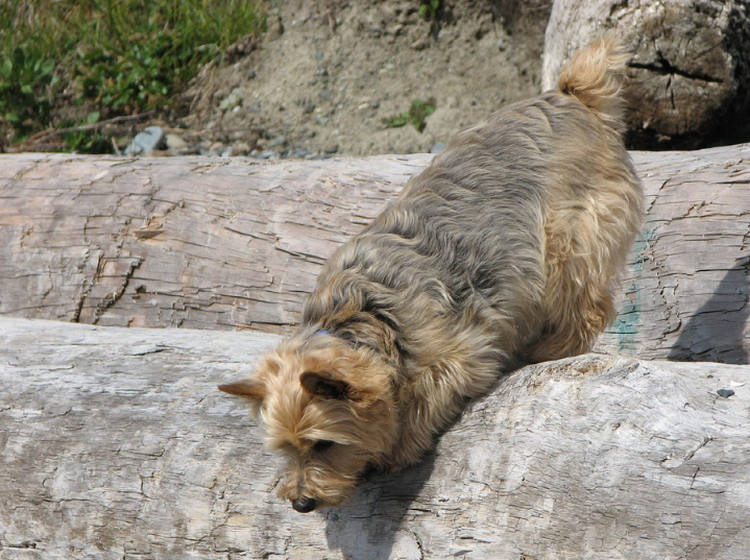 Norwich terrier saltando