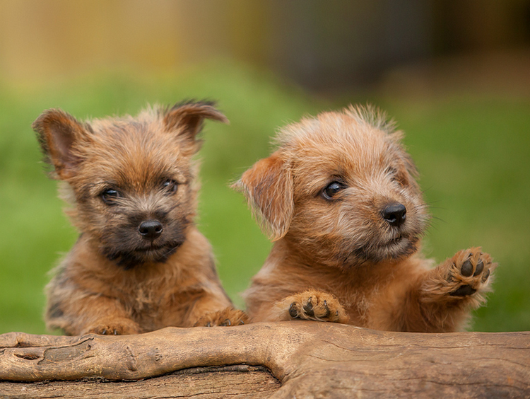 cachorros de Norwich terrier