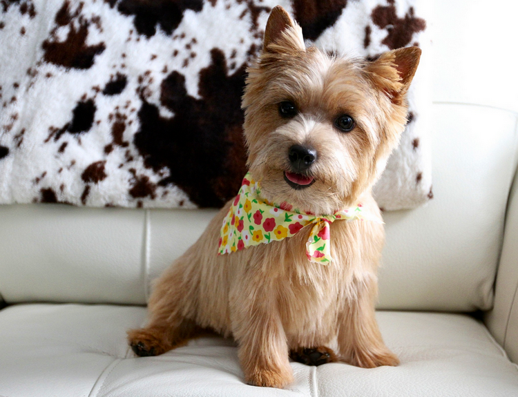 Norwich terrier en el sofá
