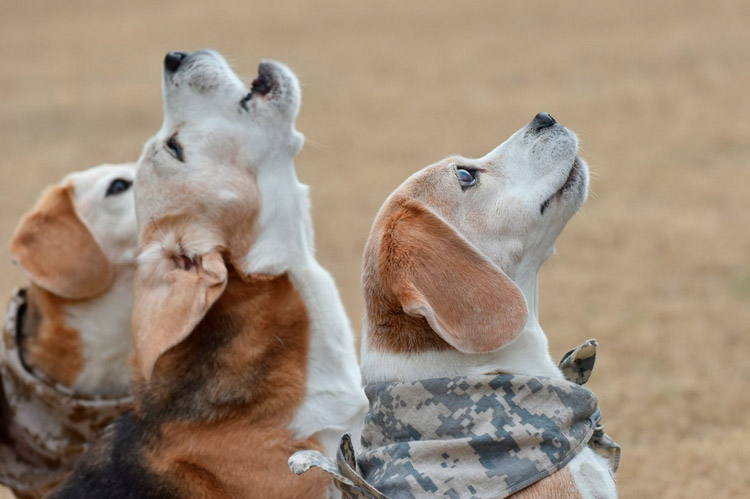 tres cachorros de sabueso ruso pío