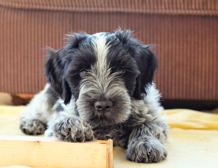 cachorro de Schapendoes