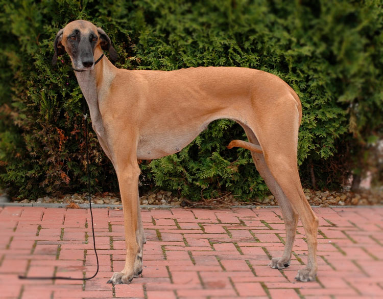 perro de raza sloughi