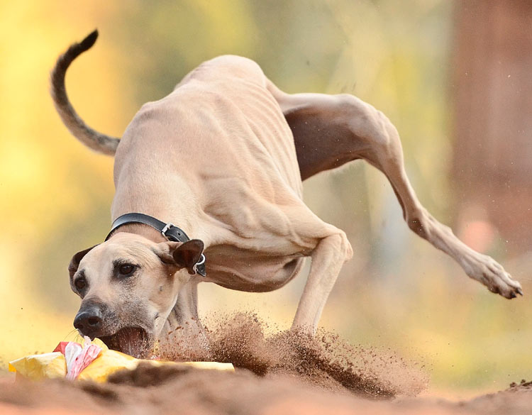 Sloughi en coursing