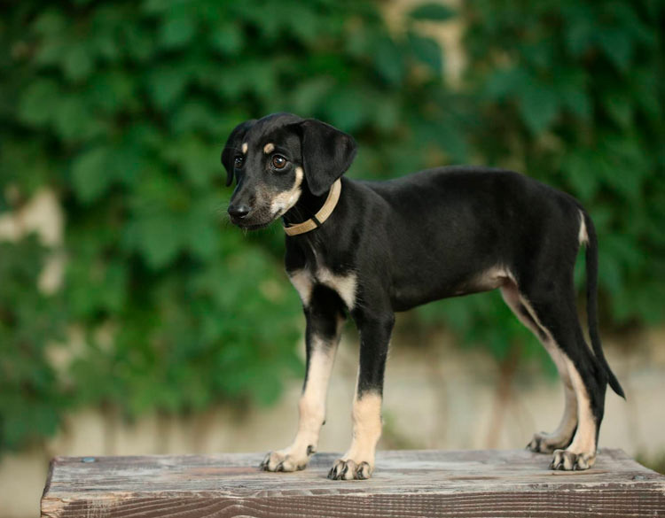 cachorro de la raza Sloughi