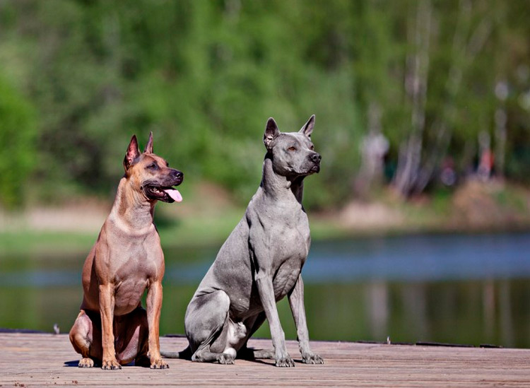 dos Thai Ridgebacks