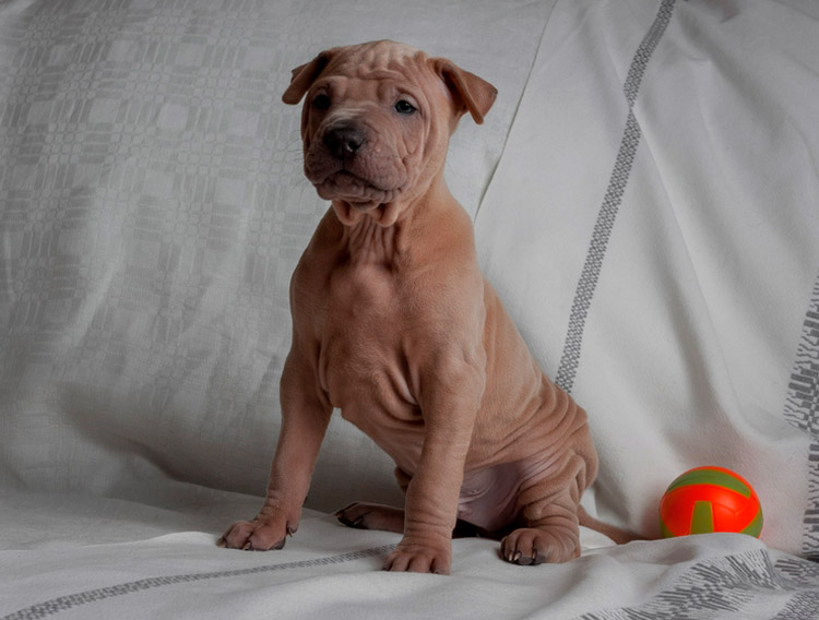 ¿Cuánto cuesta un Thai Ridgeback?