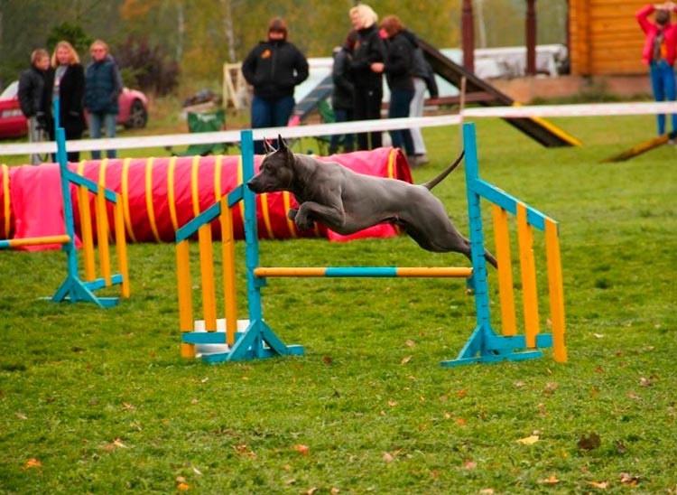 Thai Ridgeback de agility