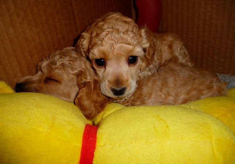 dos cachorros de Caniche Toy