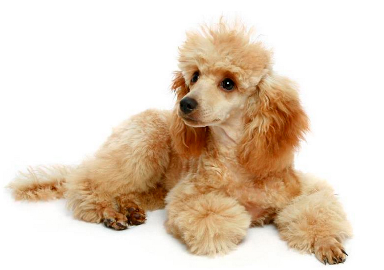 raza de perros caniche toy