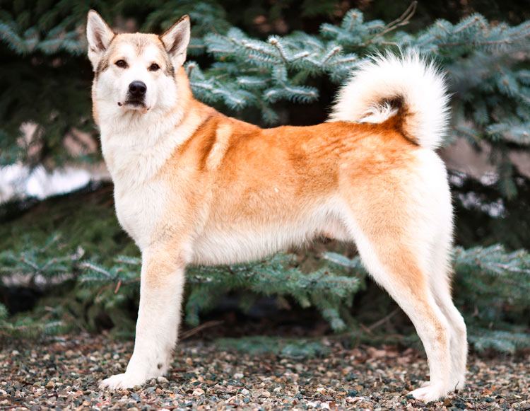 perro de la raza Laika de Siberia Oriental