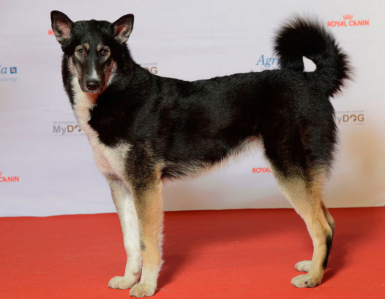 Laika de Siberia Oriental en una exposición