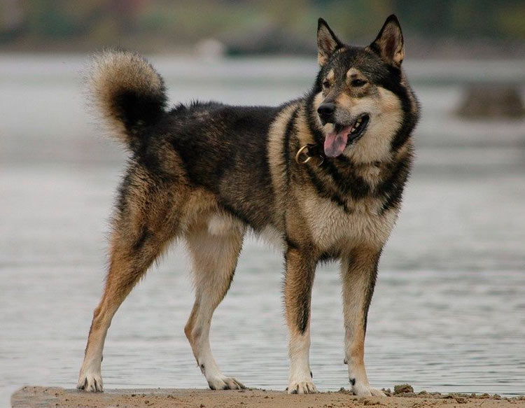 Foto del laika de Siberia Oriental