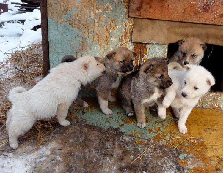 Cachorros de Laika de Siberia Oriental