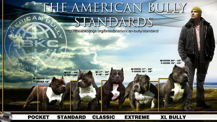 Tamaños del American Bully