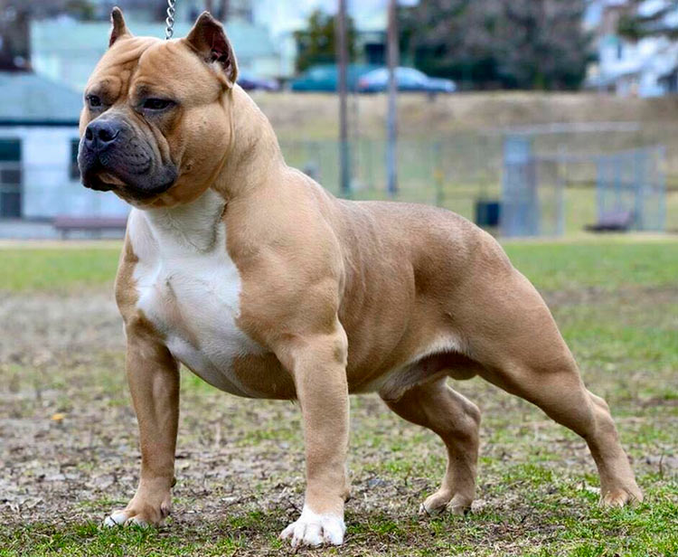 perro de raza American Bully