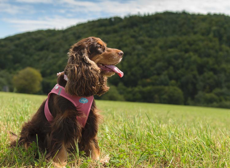 Cocker spaniel inglés de caza