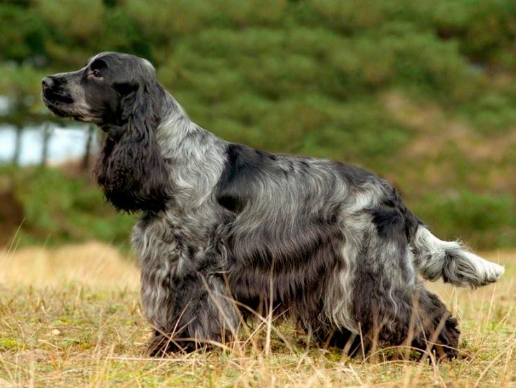 estándar de la raza Cocker Spaniel Inglés