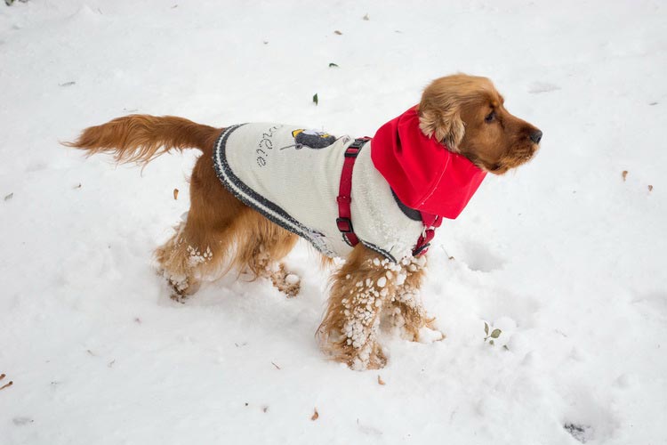 spaniel en invierno