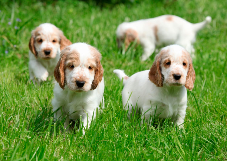 Criadero de la raza Cocker Spaniel Inglés