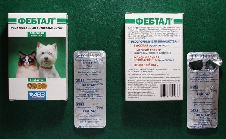 Febtal para gatos