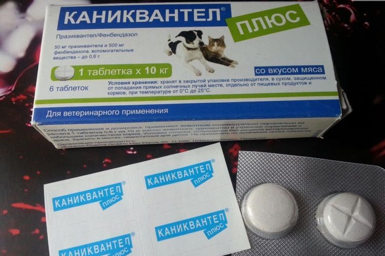 Caniquantel para gatos