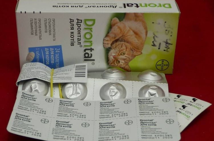 Drontal para gatos