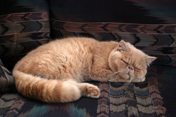 Los mejores antihelmínticos para gatos