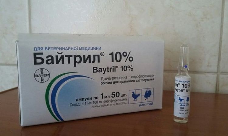 Baytril para perros
