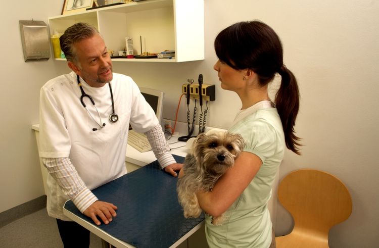 Examen del perro por el veterinario