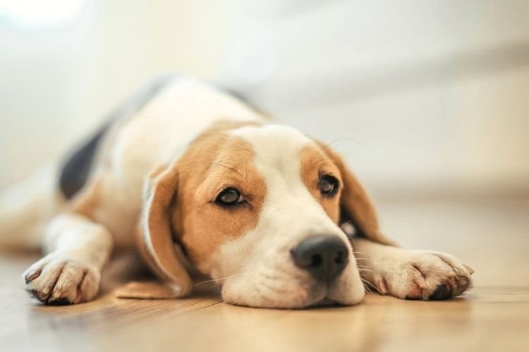 Apatía en el perro