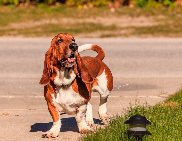 raza de perro Basset Hound