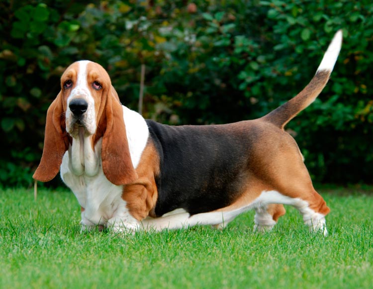 estándar de la raza basset hound