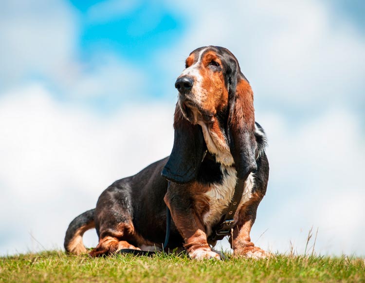 perro de raza basset hound