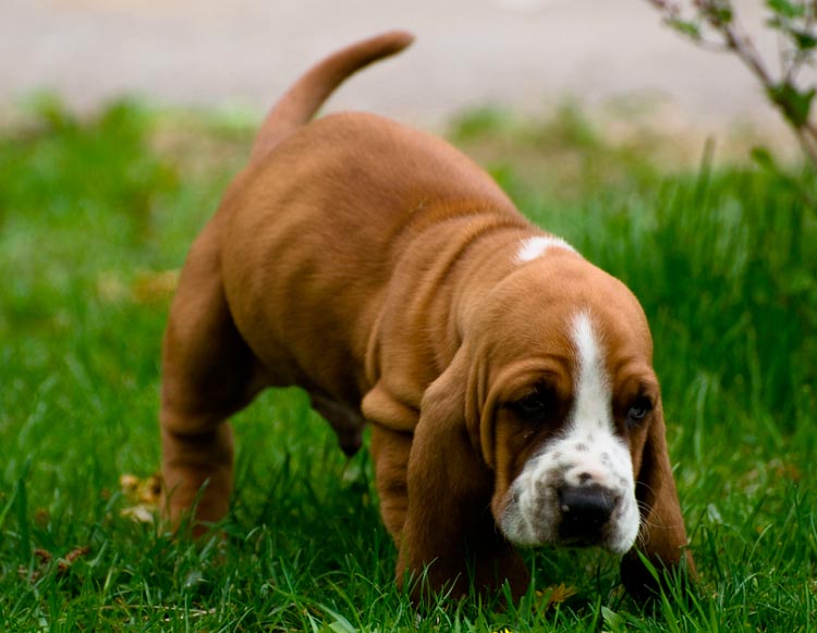cachorro de la raza Basset Hound