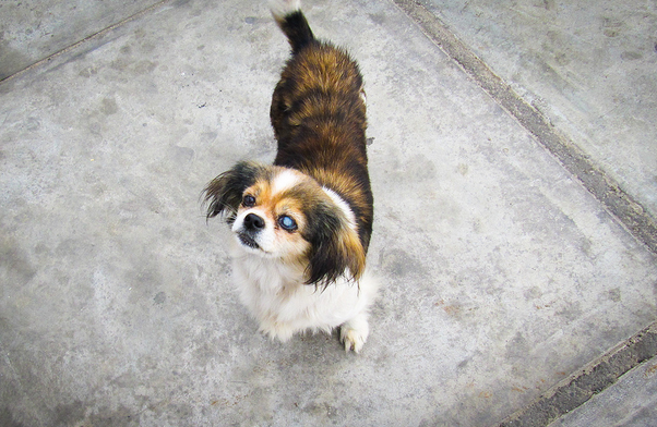 síntomas de catarata en un perro