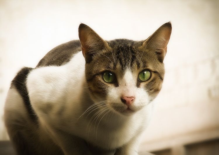 Gato con ojos verdes