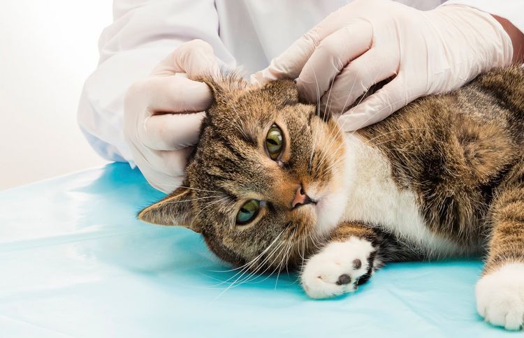 Examen del oído del gato