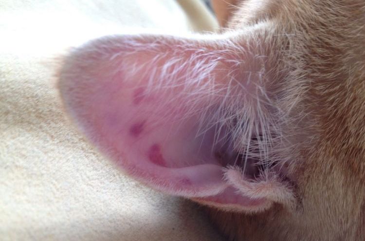 Hematoma de oído en un gato