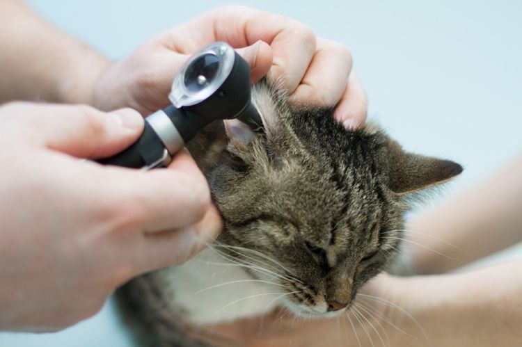 Examen del oído del gato