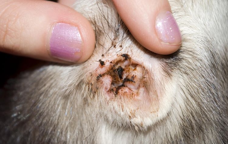 Otodectosis en gato