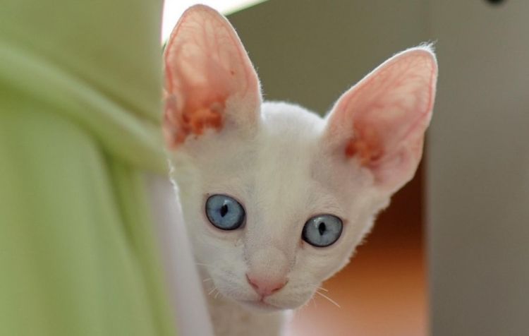 Gato blanco con orejas grandes