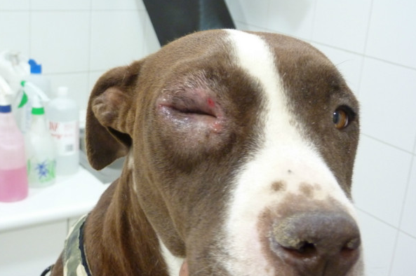 pequeñas úlceras en el párpado por blefaritis en perros