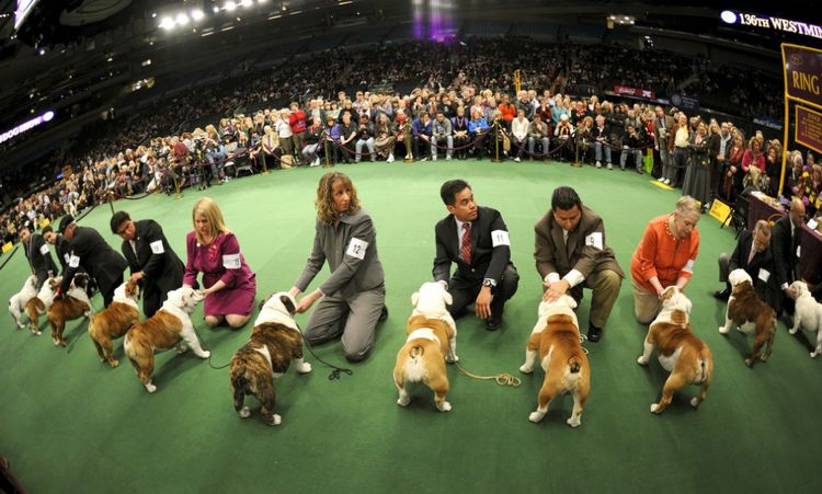 Campeonato Mundial Canino World Dog Show en 2019