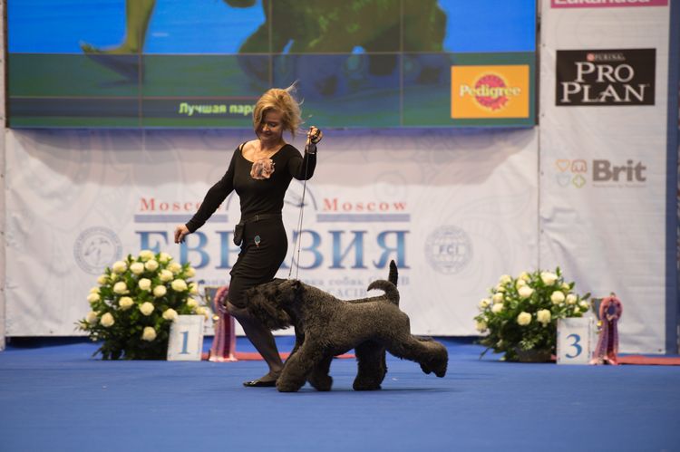 Exposición canina World Dog Show