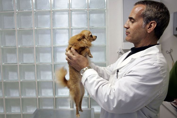 Examen del perro por el veterinario